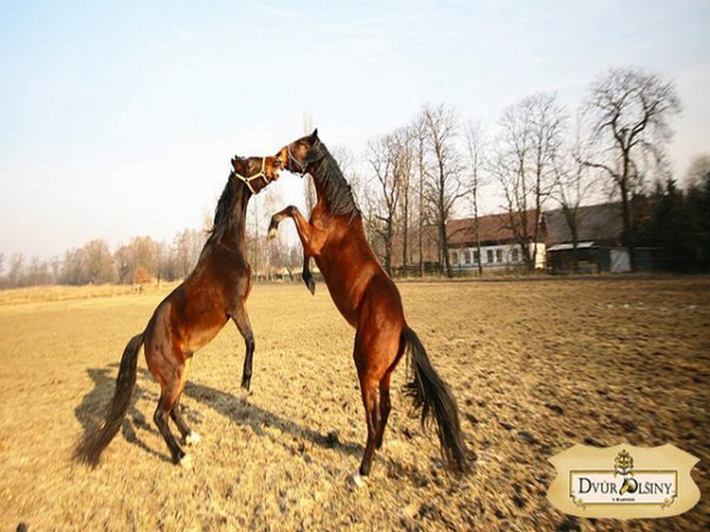 Dvur Olsiny -Hotel And Horse-Riding Karviná Dış mekan fotoğraf